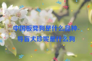 中国板凳狗是什么品种-导盲犬珍妮是什么狗