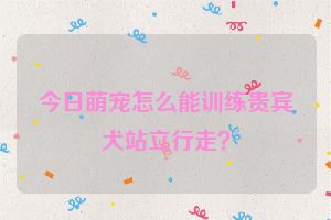 今日萌宠怎么能训练贵宾犬站立行走？
