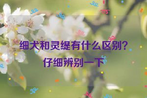 细犬和灵缇有什么区别？仔细辨别一下