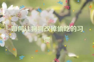 如何让狗狗改掉偷吃的习惯