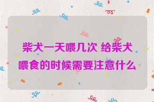 柴犬一天喂几次 给柴犬喂食的时候需要注意什么