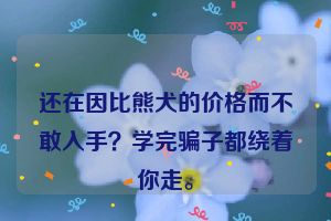 还在因比熊犬的价格而不敢入手？学完骗子都绕着你走。