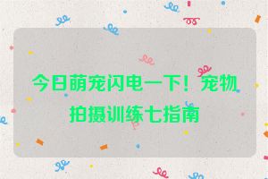 今日萌宠闪电一下！宠物拍摄训练七指南