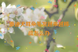 泰迪犬耳朵毛发越来越稀疏怎么办