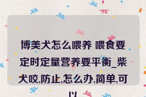 博美犬怎么喂养 喂食要定时定量营养要平衡_柴犬咬,防止,怎么办,简单,可以