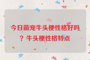 今日萌宠牛头梗性格好吗？牛头梗性格特点