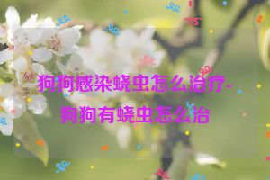 狗狗感染蛲虫怎么治疗-狗狗有蛲虫怎么治