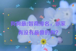 狗狗最2智商排名，你家有没有最傻的狗？