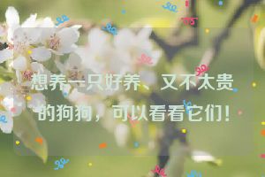 想养一只好养、又不太贵的狗狗，可以看看它们！