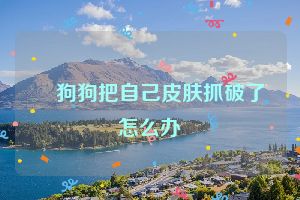 ​狗狗把自己皮肤抓破了怎么办