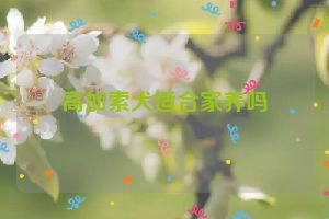 高加索犬适合家养吗