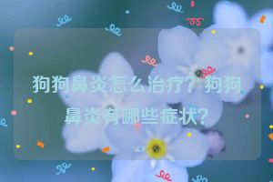 狗狗鼻炎怎么治疗？狗狗鼻炎有哪些症状？