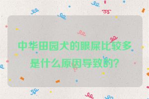 中华田园犬的眼屎比较多是什么原因导致的？