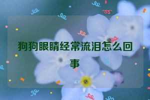 狗狗眼睛经常流泪怎么回事