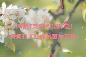 小狗打完狂犬发热-急！狗狗打了狂犬疫苗后发烧