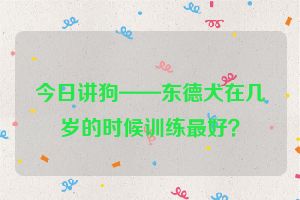 今日讲狗——东德犬在几岁的时候训练最好？