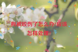 狗被咬伤了怎么办?应该怎样处理?