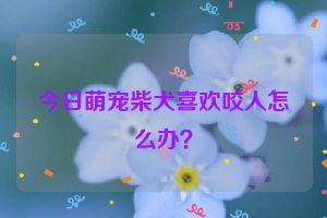 今日萌宠柴犬喜欢咬人怎么办？