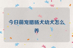 今日萌宠腊肠犬幼犬怎么养