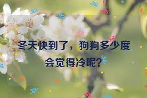 冬天快到了，狗狗多少度会觉得冷呢？