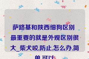 萨路基和陕西细狗区别 最重要的就是外观区别很大_柴犬咬,防止,怎么办,简单,可以