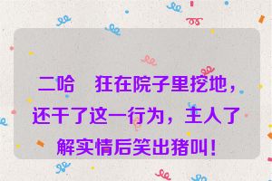 二哈瘋狂在院子里挖地，还干了这一行为，主人了解实情后笑出猪叫！