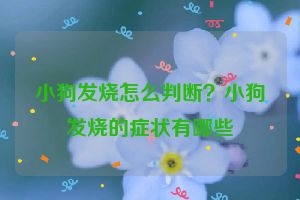 小狗发烧怎么判断？小狗发烧的症状有哪些