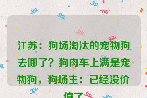 江苏：狗场淘汰的宠物狗去哪了？狗肉车上满是宠物狗，狗场主：已经没价值了