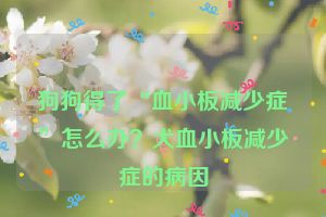 狗狗得了“血小板减少症”怎么办？犬血小板减少症的病因