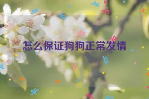 怎么保证狗狗正常发情