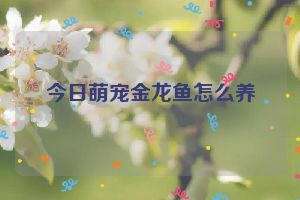 今日萌宠金龙鱼怎么养
