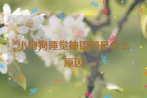 小狗狗睡觉抽搐颤是什么原因