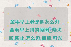 金毛早上老是叫怎么办 金毛早上叫的原因_柴犬咬,防止,怎么办,简单,可以