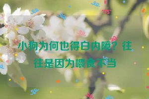 小狗为何也得白内障？往往是因为喂食不当