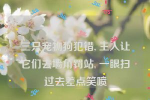 三只宠物狗犯错, 主人让它们去墙角罚站, 一眼扫过去差点笑喷