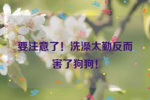 要注意了！洗澡太勤反而害了狗狗！