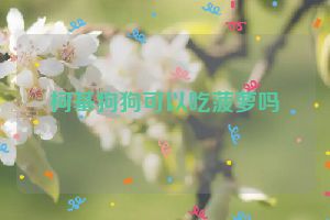 柯基狗狗可以吃菠萝吗