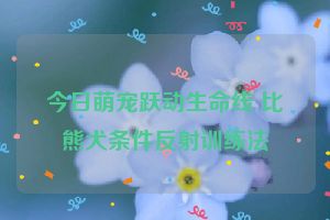 今日萌宠跃动生命线 比熊犬条件反射训练法