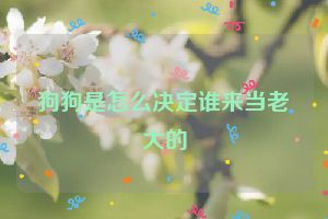 狗狗是怎么决定谁来当老大的