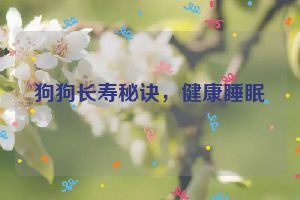 狗狗长寿秘诀，健康睡眠