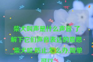 柴犬叫声是什么声音 了解下它们声音表达的意思_柴犬咬,防止,怎么办,简单,可以