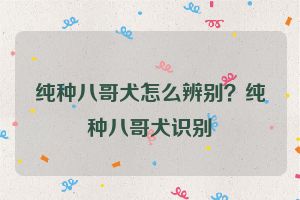 纯种八哥犬怎么辨别？纯种八哥犬识别