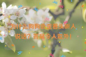 为什么狗狗会歪着头听人说话？答案令人意外！