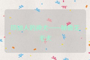 印加人的神犬——秘鲁无毛犬