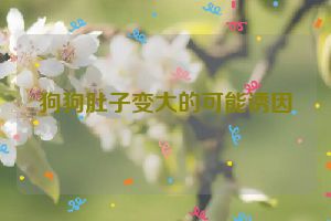 狗狗肚子变大的可能诱因