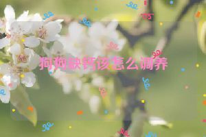 狗狗缺钙该怎么调养