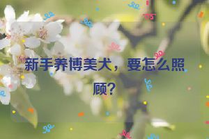 新手养博美犬，要怎么照顾？