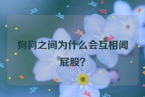 狗狗之间为什么会互相闻屁股？