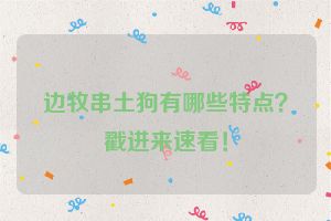 边牧串土狗有哪些特点？戳进来速看！