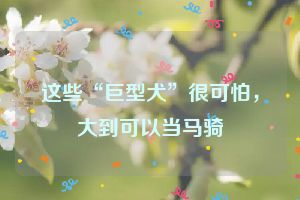 这些“巨型犬”很可怕，大到可以当马骑